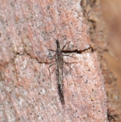 Idolothrips spectrum at Downer, ACT - 16 Apr 2021 12:44 PM