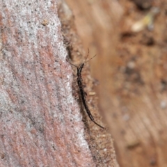 Idolothrips spectrum at Downer, ACT - 16 Apr 2021