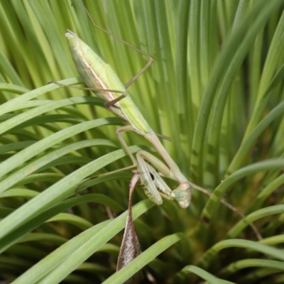 Pseudomantis albofimbriata (False garden mantis) at ANBG - 16 Apr 2021 by TimL