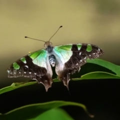 Graphium macleayanum (Macleay's Swallowtail) at ANBG - 16 Apr 2021 by dimageau