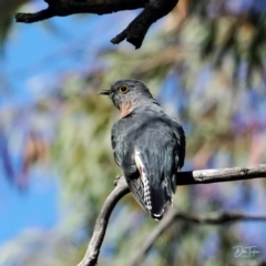 Cacomantis flabelliformis (Fan-tailed Cuckoo) at ANBG - 16 Apr 2021 by dimageau