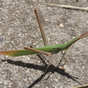 Acrida conica at Conder, ACT - 21 Feb 2021 01:06 PM