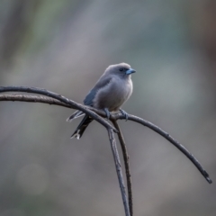 Artamus cyanopterus (Dusky Woodswallow) at Rendezvous Creek, ACT - 11 Apr 2021 by trevsci