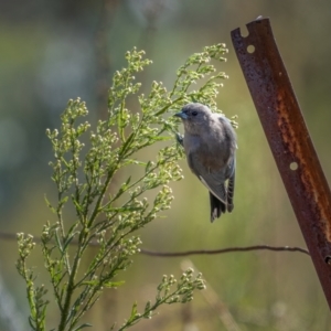 Artamus cyanopterus at Rendezvous Creek, ACT - 11 Apr 2021