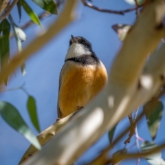 Pachycephala rufiventris at Rendezvous Creek, ACT - 11 Apr 2021