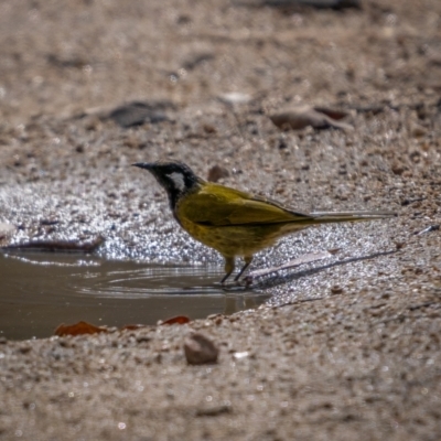 Nesoptilotis leucotis (White-eared Honeyeater) at Rendezvous Creek, ACT - 11 Apr 2021 by trevsci