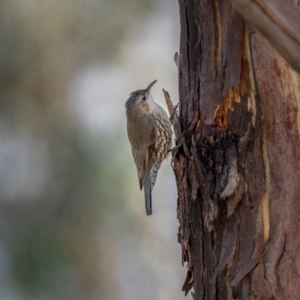 Cormobates leucophaea at Rendezvous Creek, ACT - 11 Apr 2021 02:03 PM