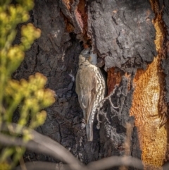 Cormobates leucophaea at Rendezvous Creek, ACT - 11 Apr 2021