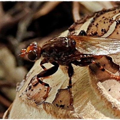 Tapeigaster sp. (genus) (Fungus fly, Heteromyzid fly) at Crooked Corner, NSW - 14 Apr 2021 by Milly