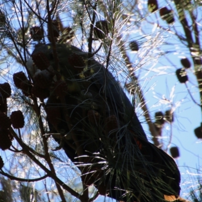 Calyptorhynchus lathami (Glossy Black-Cockatoo) at Moruya, NSW - 11 Apr 2021 by LisaH