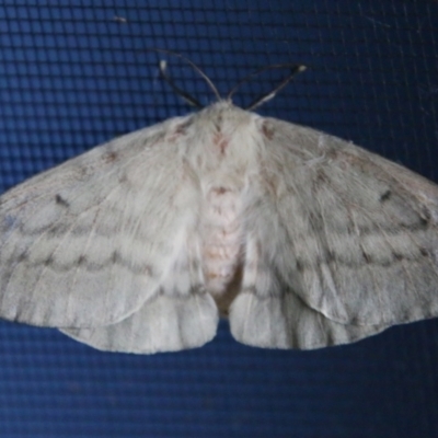 Chenuala heliaspis (Rose Anthelid) at Moruya, NSW - 9 Apr 2021 by LisaH