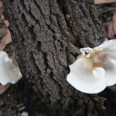 Omphalotus nidiformis (Ghost Fungus) at Moruya, NSW - 9 Apr 2021 by LisaH