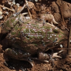 Limnodynastes tasmaniensis (Spotted Grass Frog) at Franklin, ACT - 12 Apr 2021 by AndrewZelnik