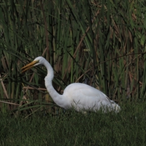 Ardea alba at Franklin, ACT - 12 Apr 2021 10:53 AM