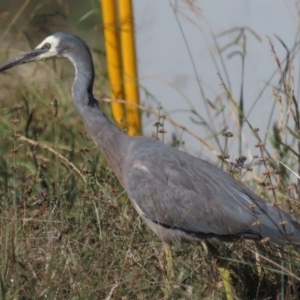 Egretta novaehollandiae at Franklin, ACT - 12 Apr 2021