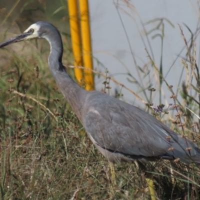 Egretta novaehollandiae (White-faced Heron) at Budjan Galindji (Franklin Grassland) Reserve - 12 Apr 2021 by AndrewZelnik