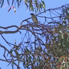 Ptilotula fusca at Fyshwick, ACT - 16 Apr 2021