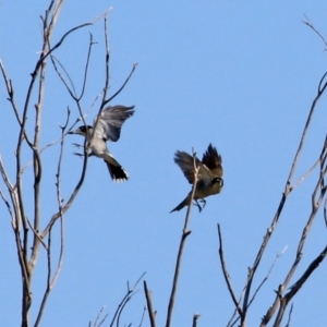 Cracticus torquatus at Fyshwick, ACT - 16 Apr 2021