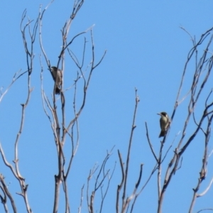 Cracticus torquatus at Fyshwick, ACT - 16 Apr 2021 01:24 PM