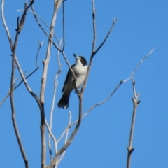 Cracticus torquatus at Fyshwick, ACT - 16 Apr 2021 01:24 PM