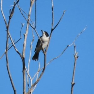 Cracticus torquatus at Fyshwick, ACT - 16 Apr 2021