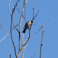 Cracticus torquatus at Fyshwick, ACT - 16 Apr 2021 01:24 PM