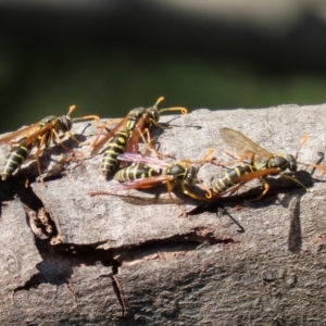 Polistes (Polistes) chinensis at Fyshwick, ACT - 16 Apr 2021 12:20 PM