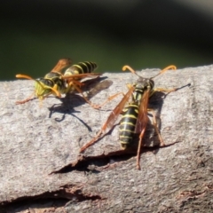 Polistes (Polistes) chinensis at Fyshwick, ACT - 16 Apr 2021 12:20 PM