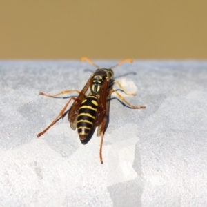 Polistes (Polistes) chinensis at Fyshwick, ACT - 16 Apr 2021 12:20 PM