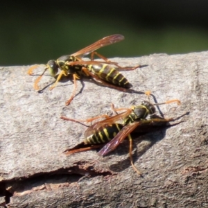 Polistes (Polistes) chinensis at Fyshwick, ACT - 16 Apr 2021 12:20 PM