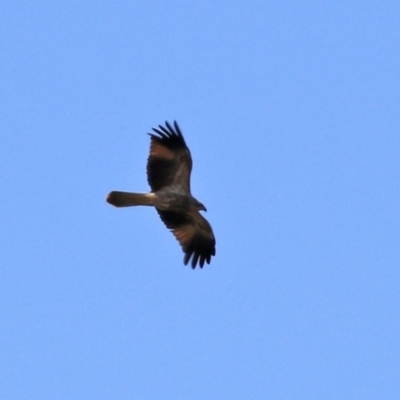 Haliastur sphenurus (Whistling Kite) at Fyshwick, ACT - 16 Apr 2021 by RodDeb