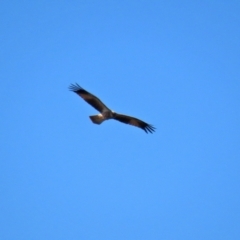 Haliastur sphenurus at Fyshwick Sewerage Treatment Plant - 16 Apr 2021