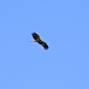 Haliastur sphenurus at Fyshwick Sewerage Treatment Plant - 16 Apr 2021