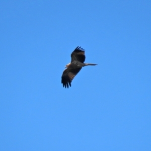 Haliastur sphenurus at Fyshwick Sewerage Treatment Plant - 16 Apr 2021