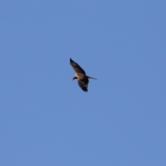 Haliastur sphenurus at Fyshwick Sewerage Treatment Plant - 16 Apr 2021