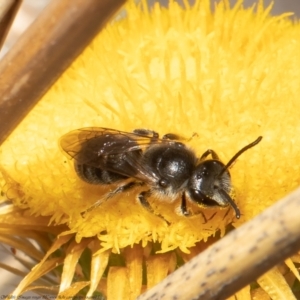 Lasioglossum (Chilalictus) lanarium at Bruce, ACT - 16 Apr 2021