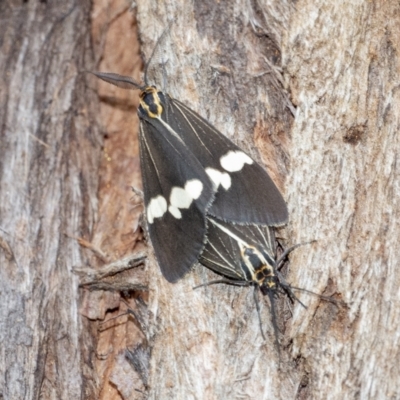 Nyctemera amicus (Senecio Moth, Magpie Moth, Cineraria Moth) at ANBG - 14 Apr 2021 by WHall