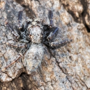 Servaea sp. (genus) at Acton, ACT - 14 Apr 2021