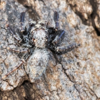 Servaea sp. (genus) (Unidentified Servaea jumping spider) at ANBG - 14 Apr 2021 by WHall