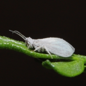 Coniopterygidae (family) at Downer, ACT - 16 Apr 2021 11:24 AM