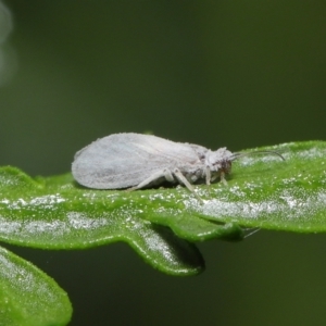 Coniopterygidae (family) at Downer, ACT - 16 Apr 2021