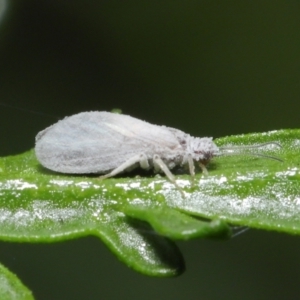 Coniopterygidae (family) at Downer, ACT - 16 Apr 2021