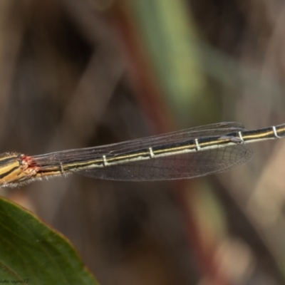 Xanthagrion erythroneurum (Red & Blue Damsel) at Downer, ACT - 16 Apr 2021 by Roger