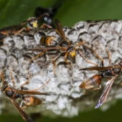 Polistes (Polistella) humilis (Common Paper Wasp) at Acton, ACT - 14 Apr 2021 by WHall