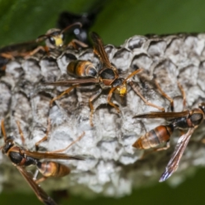 Polistes (Polistella) humilis at Acton, ACT - 14 Apr 2021