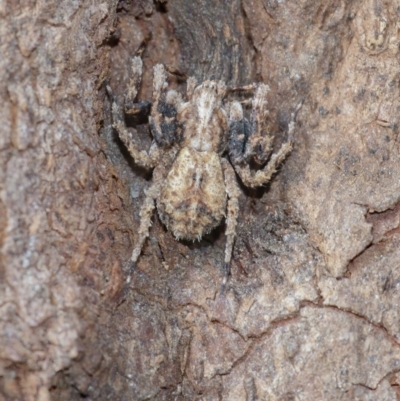 Stephanopis sp. (genus) (Knobbly crab spider) at Acton, ACT - 14 Apr 2021 by WHall