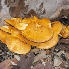 Gymnopilus junonius (Spectacular Rustgill) at Acton, ACT - 14 Apr 2021 by WHall