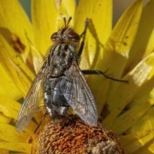 Cuphocera sp. (genus) at Acton, ACT - 14 Apr 2021