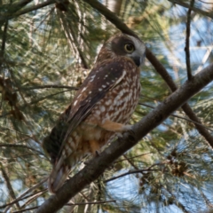 Ninox boobook (Southern Boobook) at Bruce, ACT - 13 Apr 2021 by DPRees125