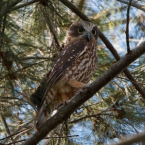 Ninox boobook at Bruce, ACT - 13 Apr 2021